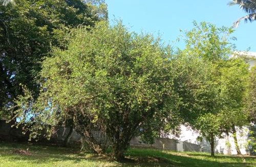 Pomerode Appartement | No jardim