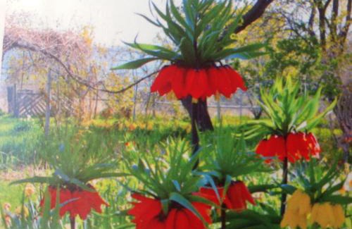 Pershing County Hôtel | Old Pioneer Garden Country Inn