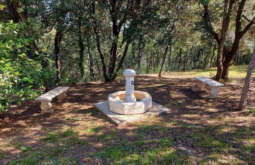 Tornac Maison | Olive trees