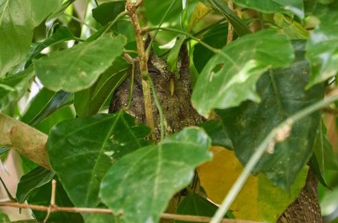 Bijagua Appartement | One Bedroom Villa on 20 Acres of Nature! "Bird Paradise"