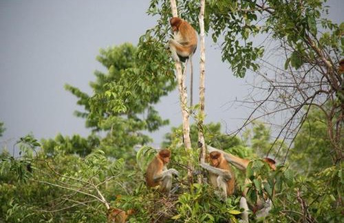 Kumai Location De Bateaux | Orangutan Kelotok Houseboat for 6 person