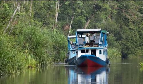 Kumai Location De Bateaux | orangutan trip tanjung puting