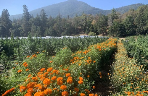 Jacksonville Appartement | Organic Cannabis Farm on Applegate River