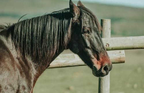Riversdale Maison | Oudebosch Guest Farm