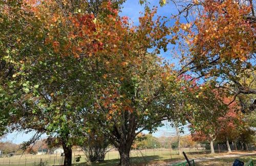 Wills Point Maison | Our Hummingbird Cottage FREE FOOD