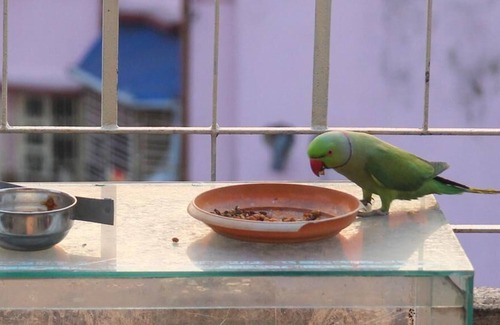 Kolkata Appartement | Owl's Nest: chambre mansardée