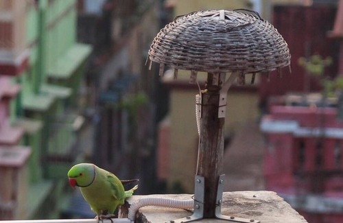 Kolkata Appartement | Owl's Nest: chambre mansardée