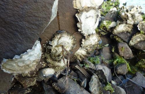 Hastings Cabine | Oyster Shack