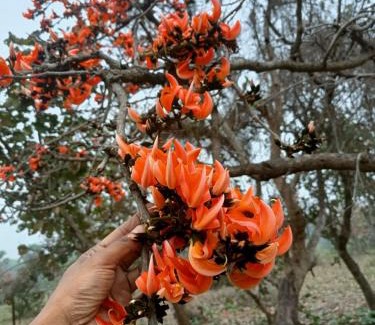 Arrah Maison | Palash Nir Nature Stay By StayApart