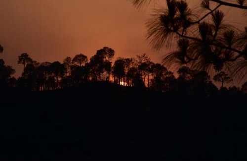Kasauli Appartement | Palm Tree Paradise Retreat