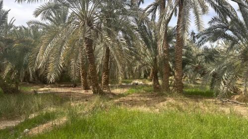Siwa Autre | Paloma Camp