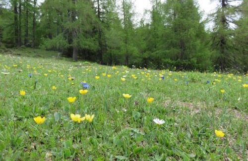 Spinga Appartement | Parleitnerhof Ferienwohnung Abendrot