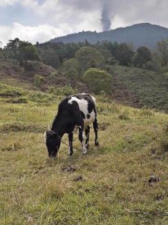 San Vicente Pacaya Autre | Parque Ecológico los Cipreses Volcán Pacaya