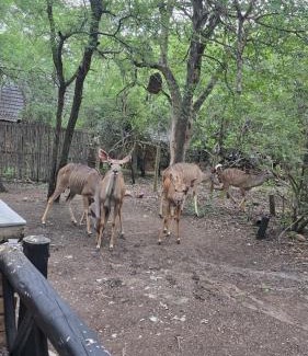 Marloth Park Maison | Parradys Marloth Park