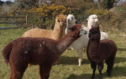 Murrintown Appartement | Peaceful tranquil Alpaca Farm