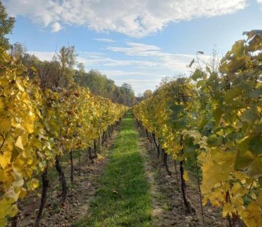 Sedlec Maison | Penzion Ve Vinohradě