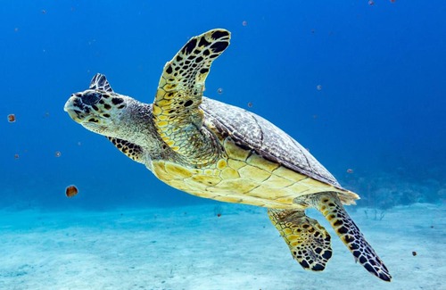 Nassau Location De Bateaux | Pig Beach 6 hours tour on CAT Phoenix 777 no sleep on the boat