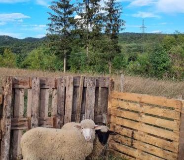 Cserszegtomaj Appartement | Pilikán Apartments - Park, Agroturism, Vineyard & farm