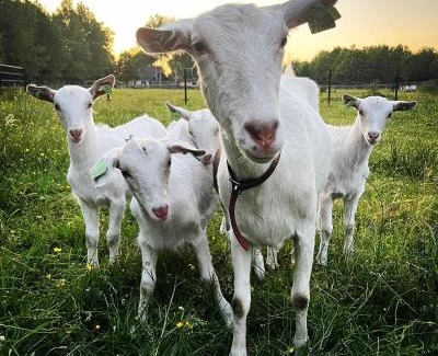 Jubbega Autre | Pipowagens bij Pannenkoekenrestaurant & Camping De Koppenjan 'Een uniek verblijf met kinderspeelboerderij'