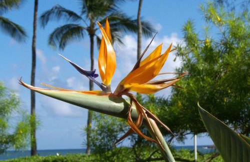 Koloa Maison | Poipu Sands 221