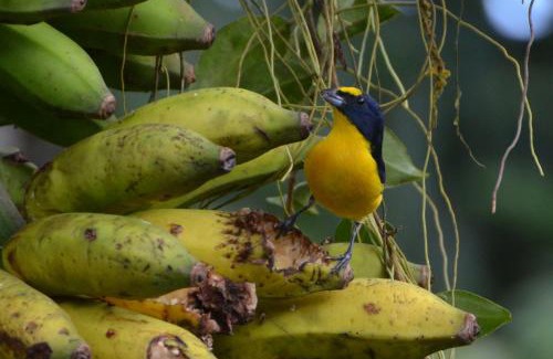 Bijagua Lit Et Petit-Déjeuner | Posada Río Celeste La Amistad