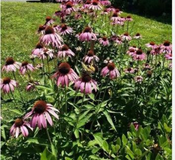 Roselle Maison | Roselle