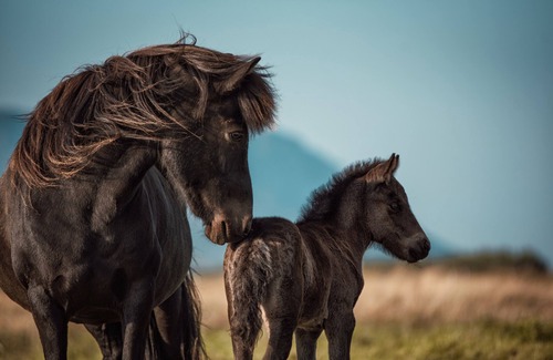 Sveitarfelagid Olfus Appartement | Private stable apartment at Cora's Icelandic horse farm in South Iceland