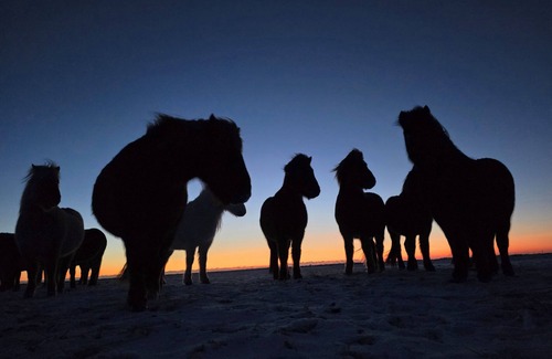 Sveitarfelagid Olfus Appartement | Private stable apartment at Cora's Icelandic horse farm in South Iceland