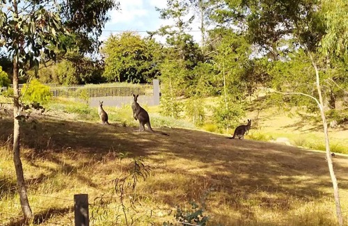 Hepburn Springs Maison | Purple House - corner spa, views and wildlife