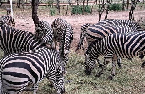 Marloth Park Maison | Qëtesia- Oasis of tranquility