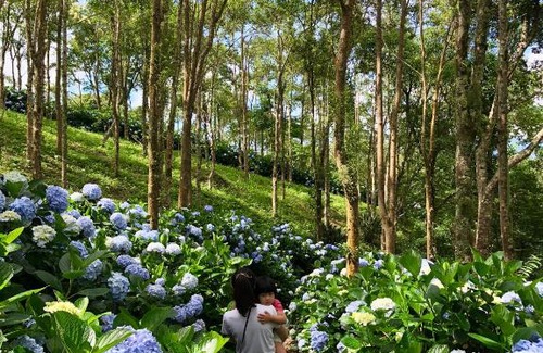 Jinfeng Maison | Qingshan Homestay