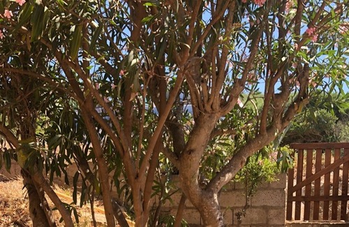 Ruoni Appartement | QUIET VILLA SEA VIEW GARDEN AND BBQ 5 MINUTES FROM THE BEACH