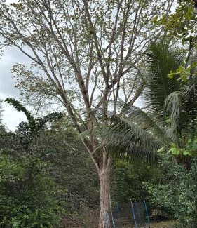 Coyolar Maison | Quinta El Legado