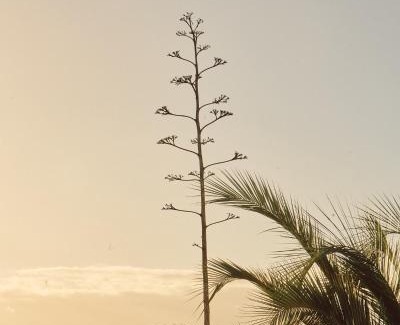San Antonio de las Minas Lit Et Petit-Déjeuner | Quinta Estrella