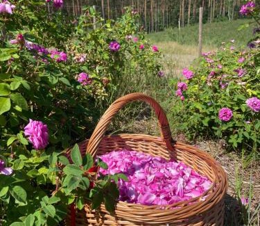 gmina Osiek Maison | Różana Zagroda Agroturystyka