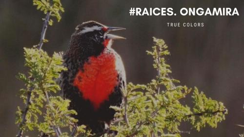 Ongamira Cabine | Raíces Ongamira