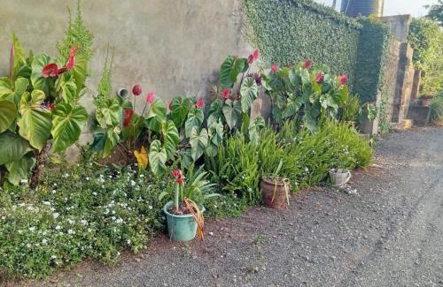 Meru Maison | Rachel's Garden