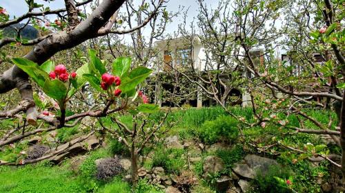 Kalpa Maison | Raldang view homestay