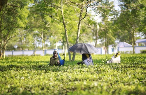 Uttar Kalamati Hôtel | Ramsai Tea & Wildlife Resort