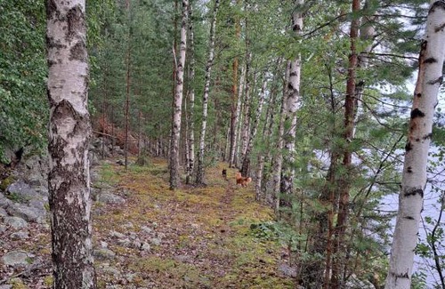 Hameenlinna Chalet De Ski | Rantamökki Naava