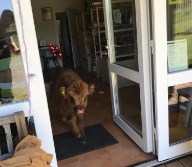 Schalkenbach Appartement | RechHof Urlaub bei Tieren