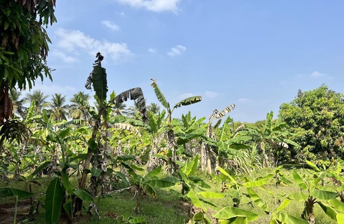 Thanjavur Autre | Reconnect with nature at our farmhouse THANJAVUR