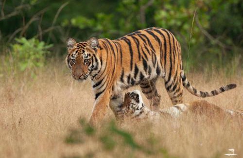 Chandrapur Hôtel | Red Earth Tadoba