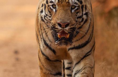Chandrapur Hôtel | Red Earth Tadoba