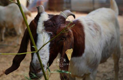 Magaliesberg Appartement | Refreshing Mountain FarmStay w Boma,Pool,Hikes,Obstacle Course