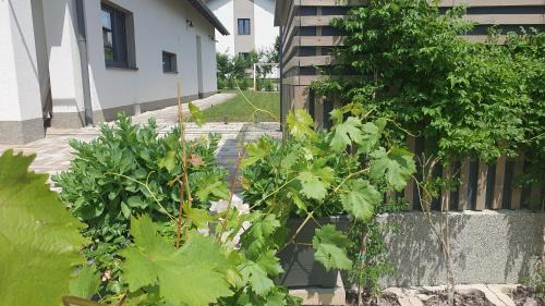 Balatonfured Appartement | Relax Balaton Apartmanok