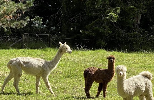 Burrawang Maison | Relaxing at acreage farmhouse