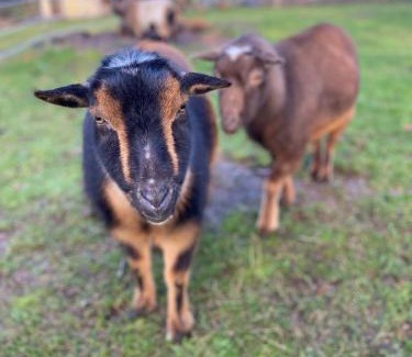 Gig Harbor Maison | Relaxing Farm Retreat- Fresh Eggs with Every Stay!