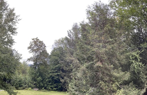 Hamden Cabine | Remarkable views…Cozy Quite Cabin rough road to home suv truck suggested NO PETS