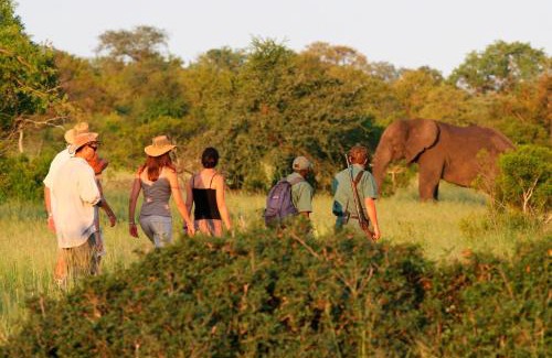 Kruger National Park Maison | Rhino Walking Safaris
